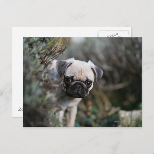 Fawn Pug Puppy Headshot Briefkaart (Voorkant / Achterkant)