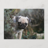 Fawn Pug Puppy Headshot Briefkaart (Voorkant)