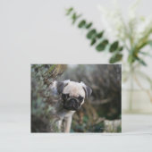 Fawn Pug Puppy Headshot Briefkaart (Staand voorkant)
