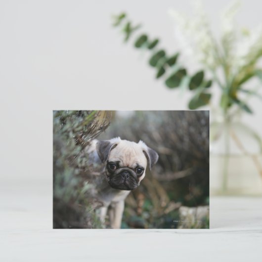 Fawn Pug Puppy Headshot Briefkaart (Staand voorkant)
