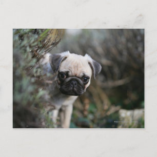Fawn Pug Puppy Headshot Briefkaart