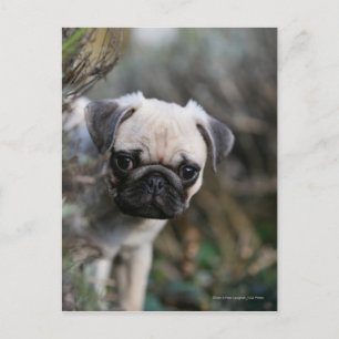 Fawn Pug Puppy Headshot Briefkaart