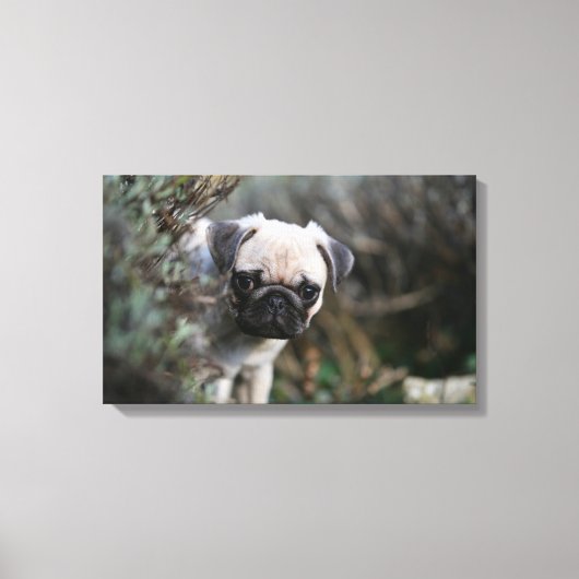 Fawn Pug Puppy Headshot Canvas Afdruk (Voorkant)