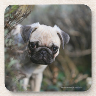 Fawn Pug Puppy Headshot Drankjes Onderzetter