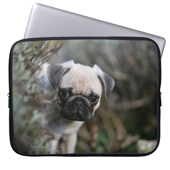 Fawn Pug Puppy Headshot Laptop Sleeve (Voorkant)