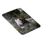 Fawn Pug Puppy Headshot Magneet (Rechterzijde)