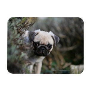 Fawn Pug Puppy Headshot Magneet