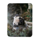 Fawn Pug Puppy Headshot Magneet (Verticaal)