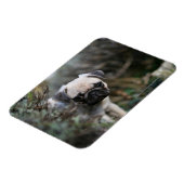 Fawn Pug Puppy Headshot Magneet (Linkerzijde)
