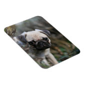Fawn Pug Puppy Headshot Magneet (Rechterzijde)