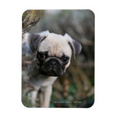 Fawn Pug Puppy Headshot Magneet (Verticaal)