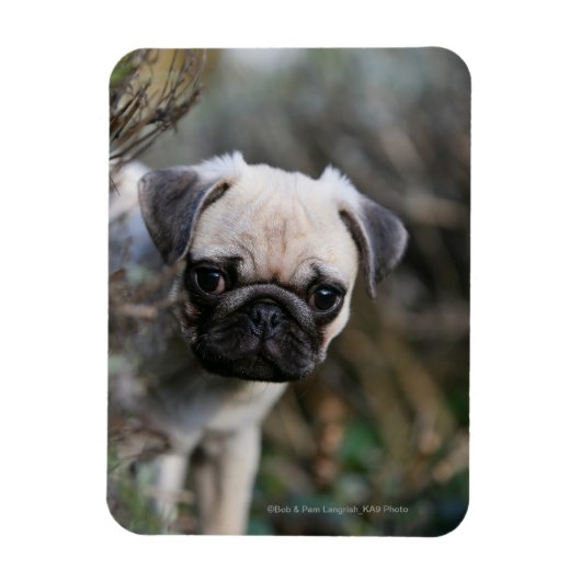 Fawn Pug Puppy Headshot Magneet (Verticaal)