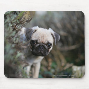 Fawn Pug Puppy Headshot Muismat