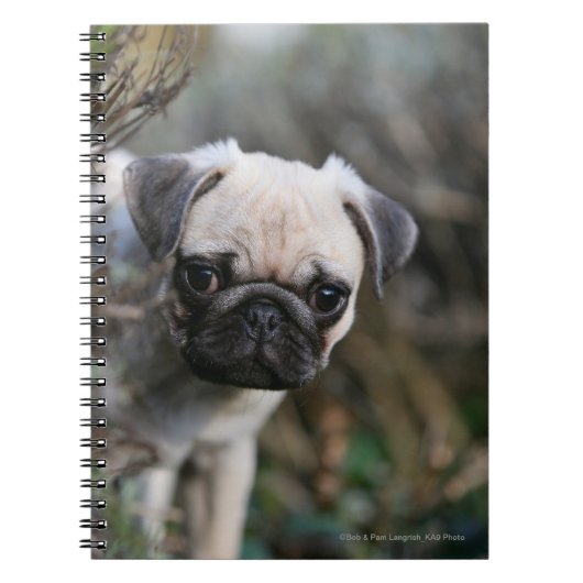 Fawn Pug Puppy Headshot Notitieboek (Voorkant)