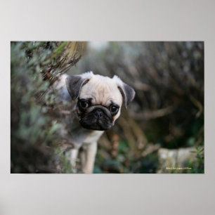 Fawn Pug Puppy Headshot Poster