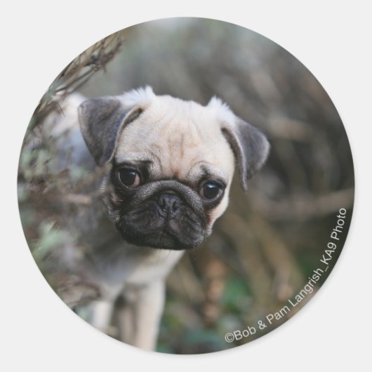 Fawn Pug Puppy Headshot Ronde Sticker (Voorkant)