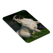 Fawn Pug Puppy Magneet (Rechterzijde)