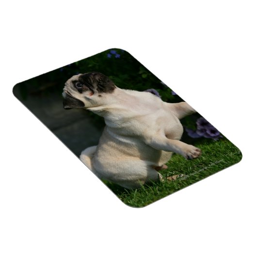 Fawn Pug Puppy Magneet (Rechterzijde)