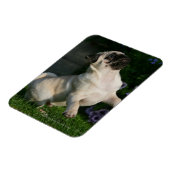 Fawn Pug Puppy Magneet (Linkerzijde)