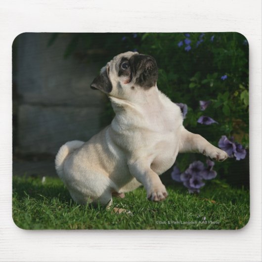 Fawn Pug Puppy Muismat (Voorkant)