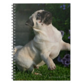 Fawn Pug Puppy Notitieboek (Voorkant)