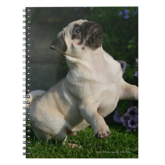 Fawn Pug Puppy Notitieboek (Voorkant)