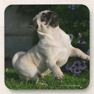 Fawn Pug Puppy Onderzetter