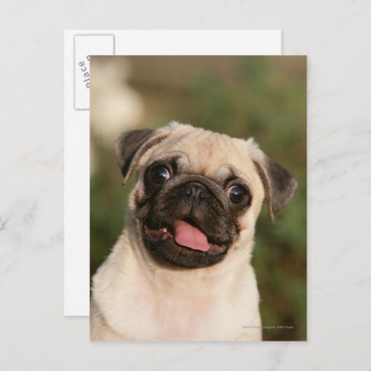 Fawn Pug Puppy Panting Briefkaart (Voorkant / Achterkant)