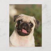 Fawn Pug Puppy Panting Briefkaart (Voorkant)