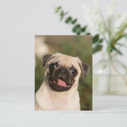 Fawn Pug Puppy Panting Briefkaart (Staand voorkant)