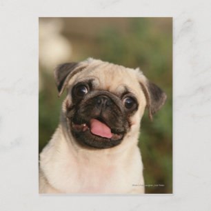 Fawn Pug Puppy Panting Briefkaart