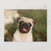Fawn Pug Puppy Panting Briefkaart (Voorkant)