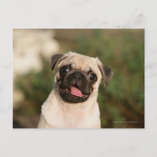 Fawn Pug Puppy Panting Briefkaart (Voorkant)