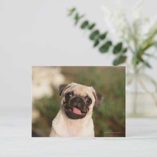 Fawn Pug Puppy Panting Briefkaart (Staand voorkant)
