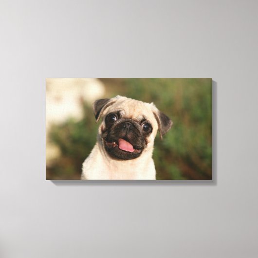 Fawn Pug Puppy Panting Canvas Afdruk (Voorkant)