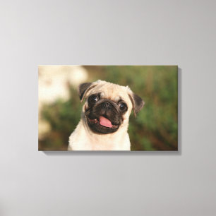 Fawn Pug Puppy Panting Canvas Afdruk
