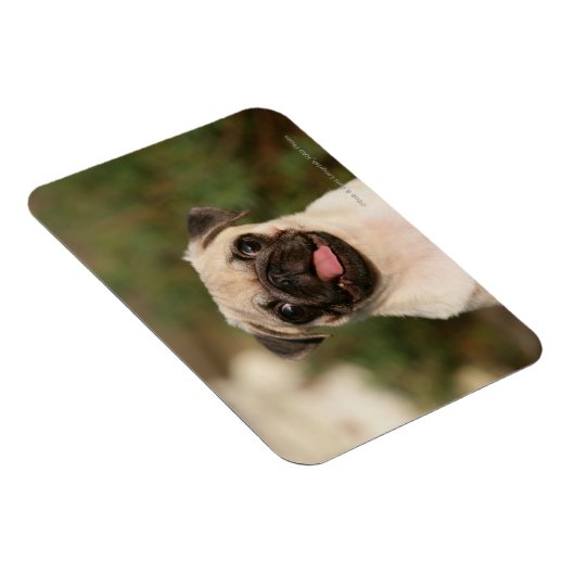 Fawn Pug Puppy Panting Magneet (Rechterzijde)