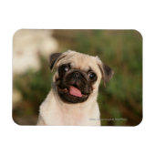 Fawn Pug Puppy Panting Magneet (Horizontaal)