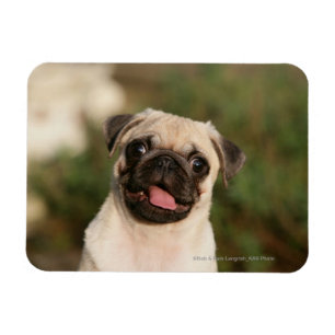 Fawn Pug Puppy Panting Magneet