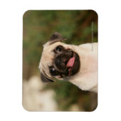Fawn Pug Puppy Panting Magneet (Verticaal)