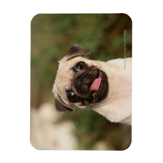 Fawn Pug Puppy Panting Magneet (Verticaal)