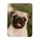 Fawn Pug Puppy Panting Magneet (Verticaal)