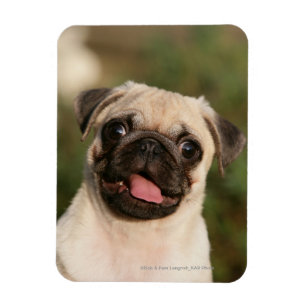 Fawn Pug Puppy Panting Magneet
