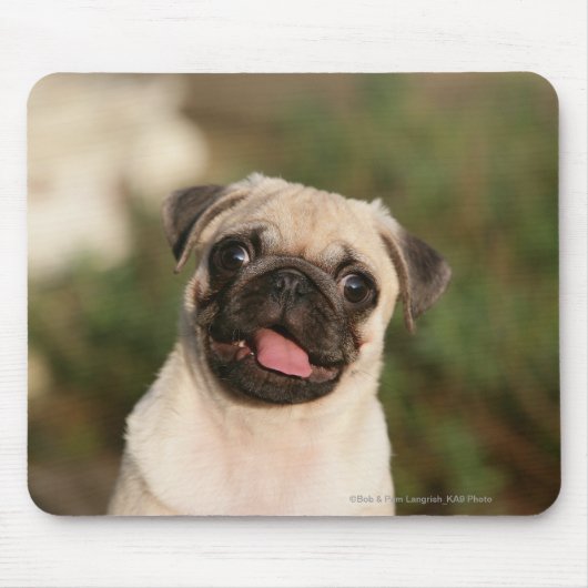Fawn Pug Puppy Panting Muismat (Voorkant)