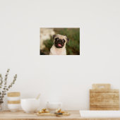 Fawn Pug Puppy Panting Poster (Keuken)