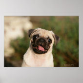 Fawn Pug Puppy Panting Poster (Voorkant)
