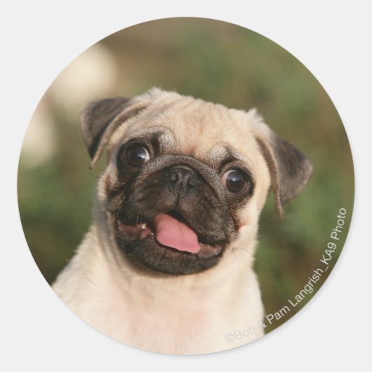 Fawn Pug Puppy Panting Ronde Sticker (Voorkant)