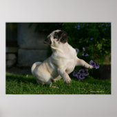 Fawn Pug Puppy Poster (Voorkant)