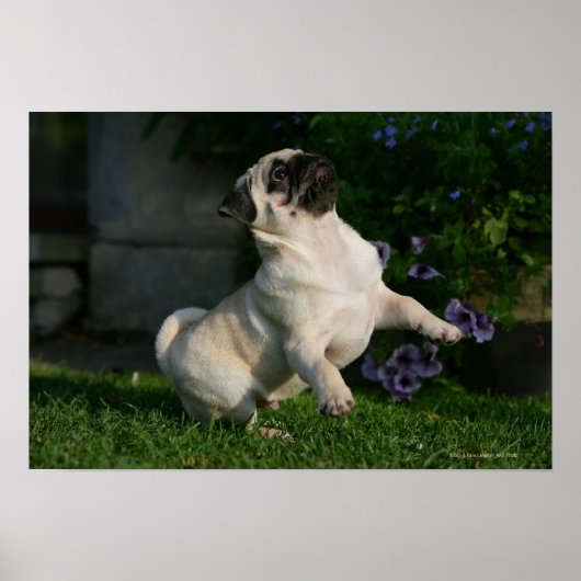 Fawn Pug Puppy Poster (Voorkant)