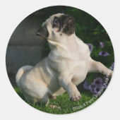 Fawn Pug Puppy Ronde Sticker (Voorkant)